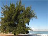 Carolina Beach - CAROLINA